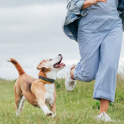 A dog runs alongside its owner.