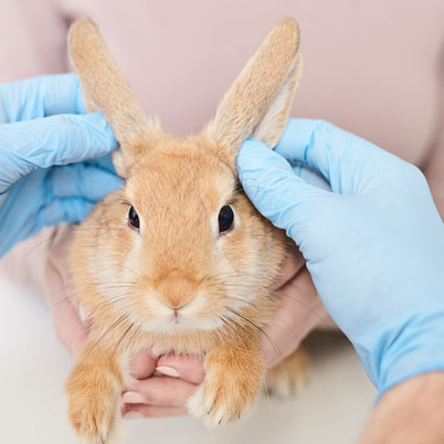 A vet inspects a rabbit's ears.
